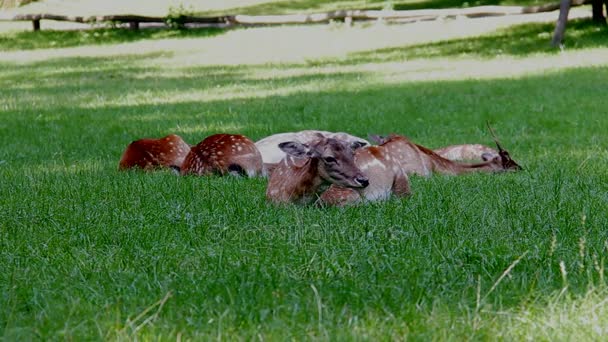 Daniel hirsche auf grünem gras, dama dama — Stockvideo