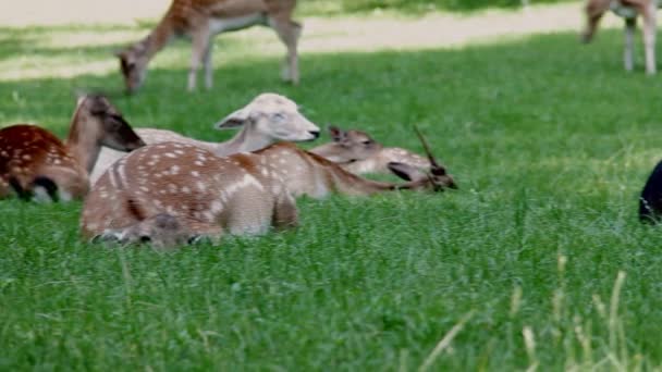 Даніель олені по зеленій траві, Dama Dama — стокове відео