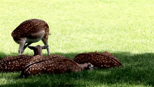 Daniel Deers yeşil çimen, Dama Dama üzerinde — Stok video