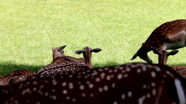 Daniel hirsche auf grünem gras, dama dama — Stockvideo