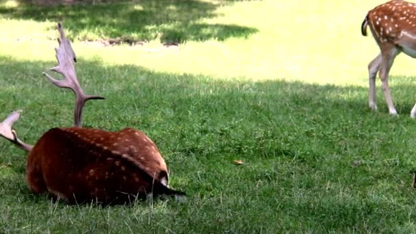 Daniel Deers su erba verde, Dama Dama — Video Stock