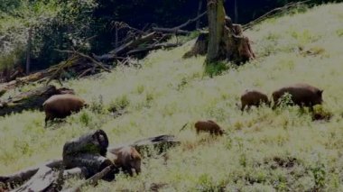 Güneşli yaz gün, ormanda vahşi küçük domuz