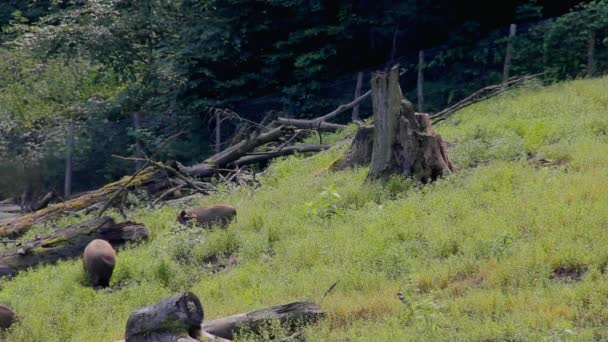 Дикие поросята играют в лесу в солнечный летний день — стоковое видео