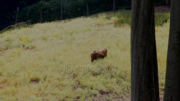 Wilde kleine Ferkel spielen an sonnigen Sommertagen im Wald — Stockvideo