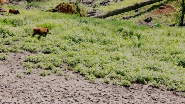 Wild Little Piglets Jogue na Floresta no Dia de Verão Ensolarado — Vídeo de Stock