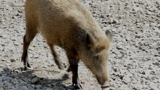 Vahşi küçük domuzcuklar kayalık toprağa güneşli yaz gününde oynamak. — Stok video