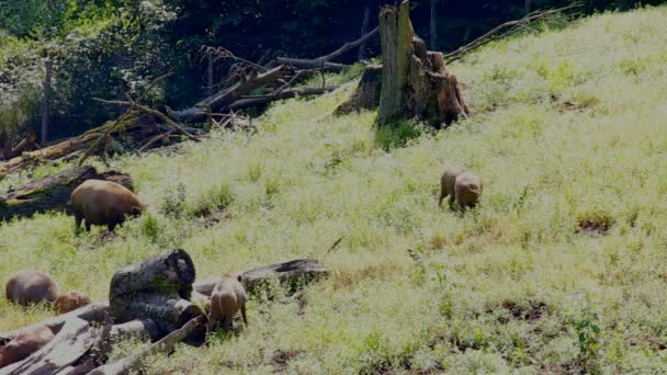 Vilda små grisar i skogen på solig sommardag — Stockvideo