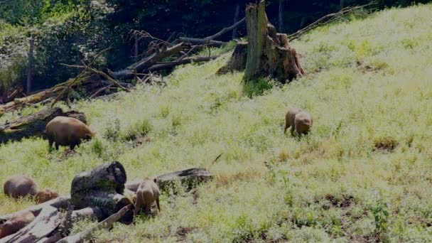 Wild biggetjes in bos op zonnige zomerdag — Stockvideo