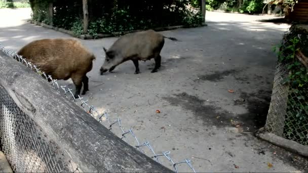 Jabalí gordo y cerda en el parque — Vídeo de stock