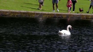 Gölet ve Düsseldorf'Benrath Sarayı'nın arka yüzünde gölde