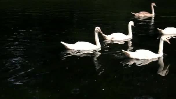 Cisnes en el estanque — Vídeos de Stock