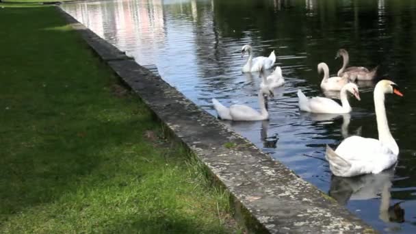 Swans in Pond — Stock Video