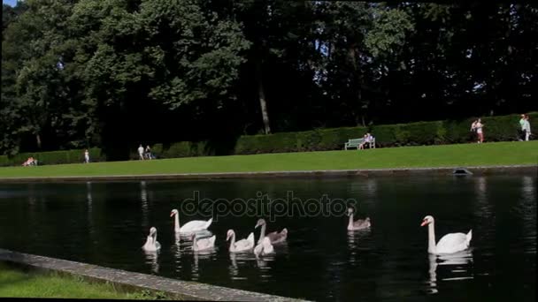 Schwäne im Teich — Stockvideo