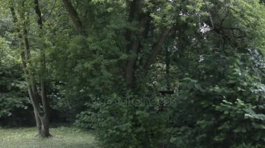 Photohunting. Bir fotoğrafçı çalılıklarda gizlenmiş