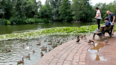 Kız parkta yaban ördekleri beslemek