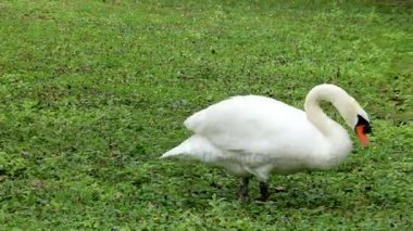 Beyaz Kuğu parkta çim yeme