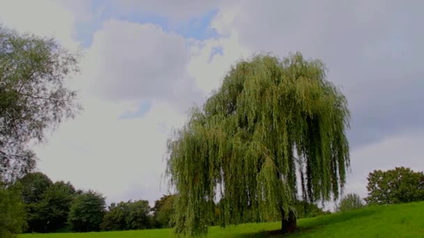 Jedno drzewo rosnące w parku — Wideo stockowe