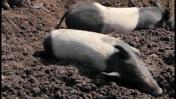 Vahşi küçük domuzcuklar dinlenme — Stok video