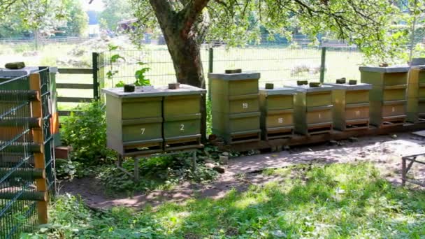 Kleiner Bienenstand unter Baum — Stockvideo