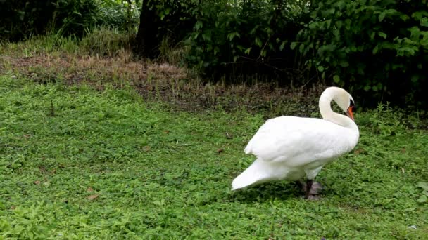 Bílá labuť chodí na trávě v parku. — Stock video