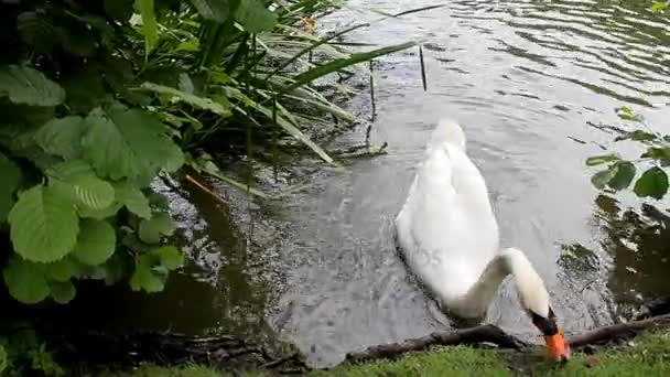 Swan simmar i sjön och äta gräs iland — Stockvideo