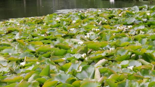 Lilien schwimmend Spitze des schönen Sees — Stockvideo