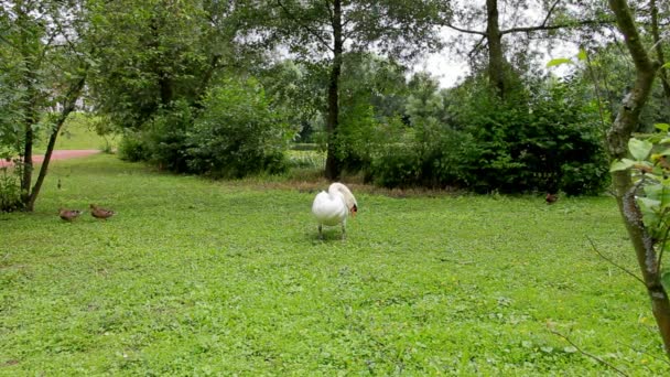 Белый лебедь чистит перья на траве в парке — стоковое видео