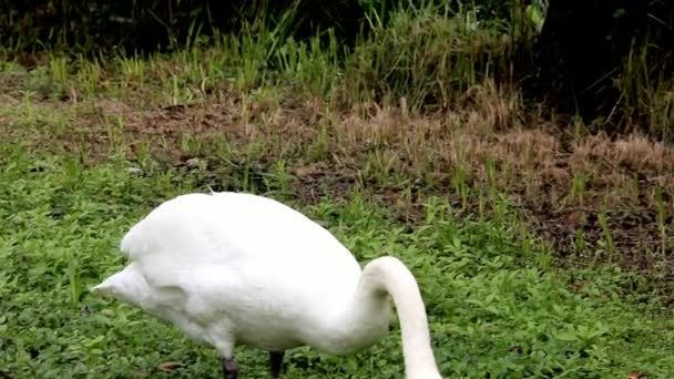 White Swan Walks on a Grass in the Park — Stock Video