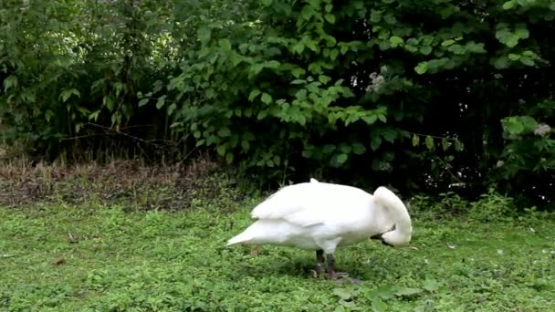 Cisne blanco camina sobre una hierba en el parque — Vídeos de Stock