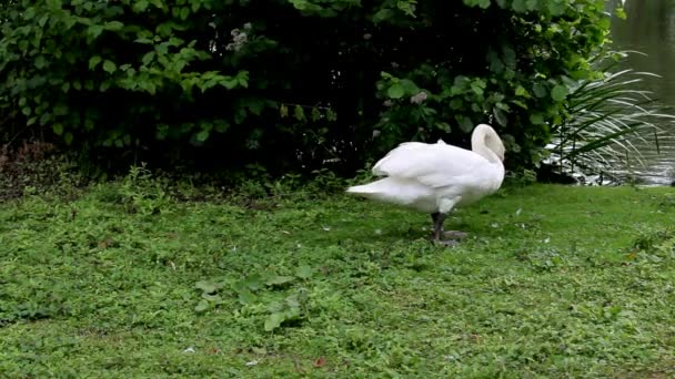 Белый лебедь гуляет по траве в парке и прыгает к озеру — стоковое видео