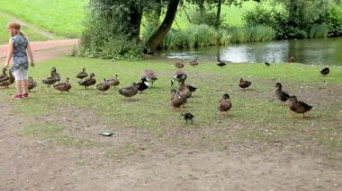 Parktaki ördekler ile oynarken küçük kız