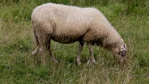 Schafe weiden auf einem Feld. — Stockvideo