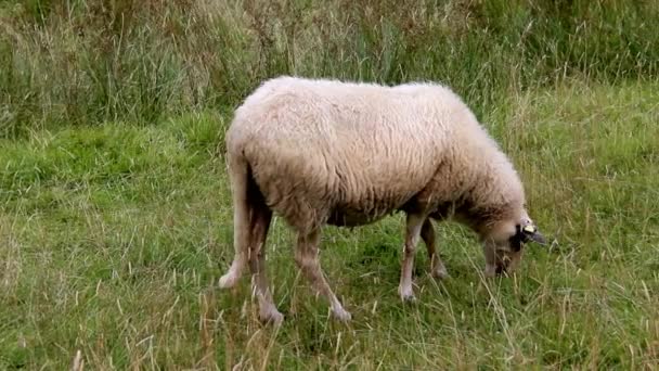 Schafe weiden auf einem Feld. — Stockvideo