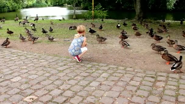 Petite fille jouant avec les canards dans le parc — Video