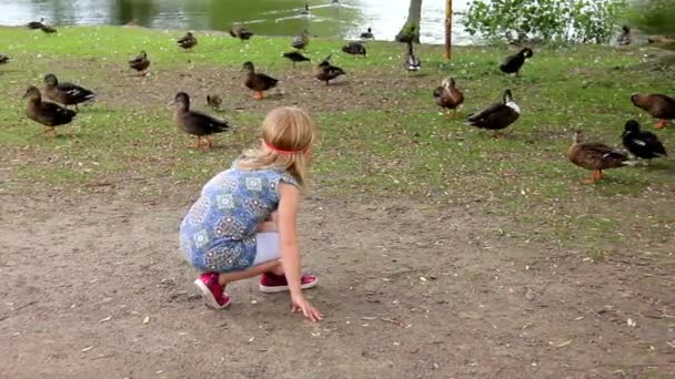 Niña jugando con patos en el parque — Vídeo de stock