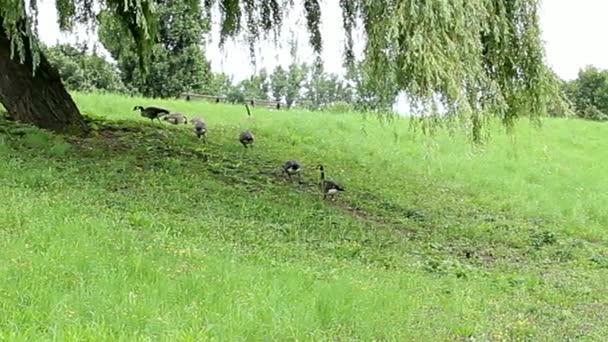 Дикие гуси в парке — стоковое видео