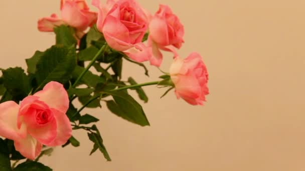 Boeket van licht roze rozen op Beige muur achtergrond. — Stockvideo