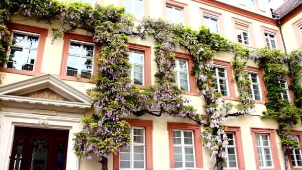 Blauweregen op de muur van de stenen huis muur. Baden_Baden. Duitsland — Stockvideo