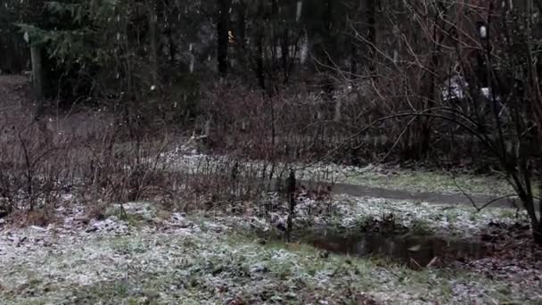 林プラス温度で最初の雪。Erperheide、ベルギー — ストック動画