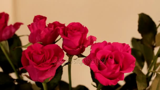 Bouquet of Light Red Roses on Beige Wall Background. Selective Focus. Camera Moves Right — Stock Video