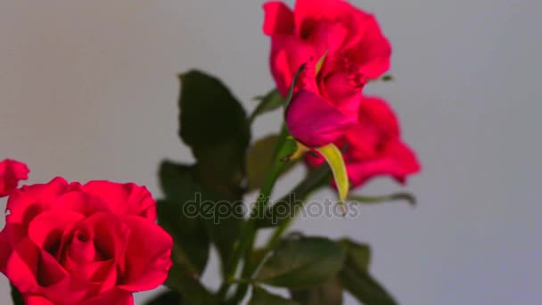 Kytice světle červené růže na béžové zdi pozadí