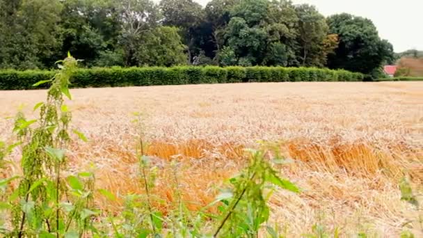金小麦またはライ麦フィールドおよび緑の森の風景、ドイツ — ストック動画