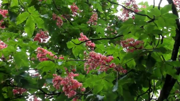 Flores vermelhas da castanheira na primavera. Baden-Baden, Alemanha — Vídeo de Stock