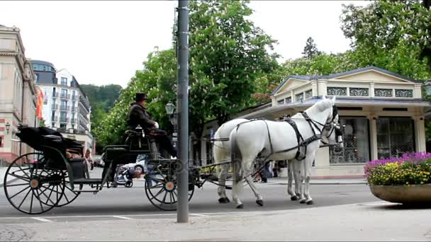 Traditionele Coachman en twee witte paarden — Stockvideo