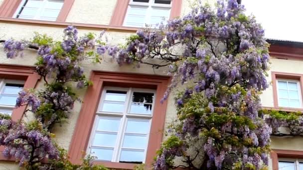 Wisteria at the Wall of the Stone House Wall. Baden_Baden. Germany — Stock Video