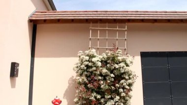 Güzel boyalı duvar arka plan üzerinde beyaz çiçekler Bush çiçeklenme. Fransa