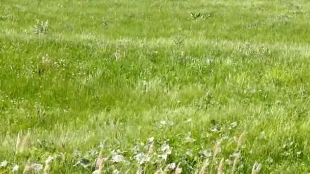 Vackra äng i Frankrike. Vinden susar i gräset, skapa effekten av Wave — Stockvideo