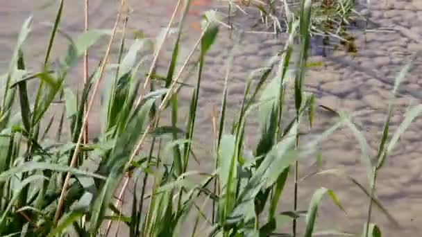 Wind wirbelt das Schilf am Ufer des Sees auf und erzeugt im Sommer die Wirkung von Wellen — Stockvideo