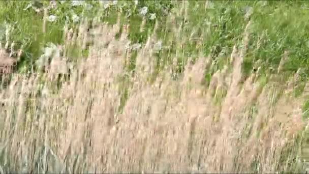 Belle prairie en France — Video