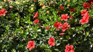 Dekoratif çiçek kırmızı Hibiscus çiçek çit
